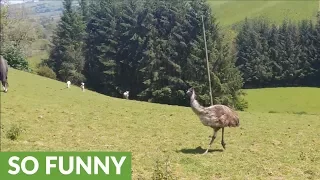 Who knew emus were such playful animals?