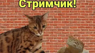 Стрим! Строим карту для ядерного апокалипсиса! (ДОНАТ В ОПИСАНИИ)