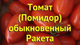 Томат обыкновенный Ракета. Краткий обзор, описание характеристик solanum lycopersicum Raketa