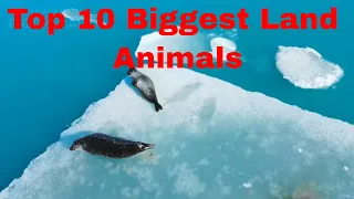 Top 10 biggest land animals in the world #worldfacts #glorifact #biggestanimal