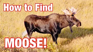 Searching For A Moose In Bear Country! Grand Tetons September 2020