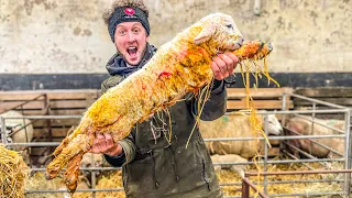 THE BIGGEST LAMB I'VE EVER HAD  |  Day 7 of Lambing 2022