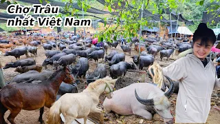 Choáng ngợp chợ Trâu lớn nhất Việt Nam nằm ở Bắc Kạn- Toàn các sơn nữ trẻ đẹp đi bán trâu