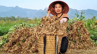 Harvest, garden peanuts bring to the market to sell _clean agricultural products | Chuc Thi Duong