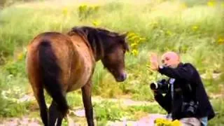 Дикие лошади острова Сейбл / Chasing wild horses