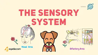 The Sensory System Physiology | Sensory Organs Receptor Types | Medical Study