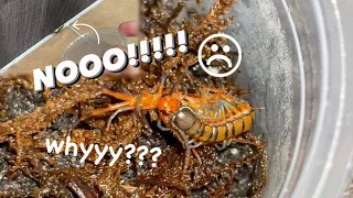 Centipede Feeding GONE WRONG ~ AAARRGGGHHH !!!!!11