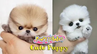 Cute puppies, Bichinhos divertidos, fofos e engraçados. Pets And Funny Animals, Baby Dogs, How Funny