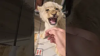 Angry Lion Cub want to Bite on Hand | Nouman Hassan |