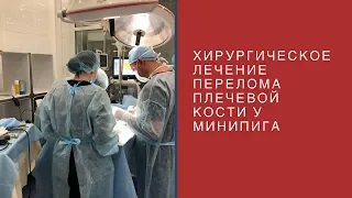 Хирургическое лечение перелома плечевой кости у минипига