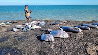 "MEU DEUS DO CÉU, O QUE QUE E ISSO???" QUASE LEVOU A VARA EMBORA! Pescaria de Costão | Rock Fishing.