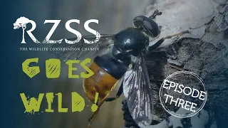 #RZSSGoesWild Episode 3: Standing up for the little guys