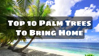 Trending Top 10 Palm Trees To Bring Home For Landscape At Any Climatic Conditions