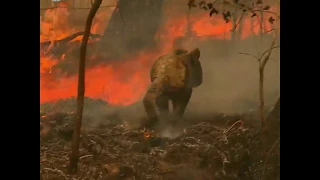 Koala cries out as hes last moment rescued from fire