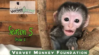 Two new baby monkey orphans arrive each with their own story, Ellio up to tricks with feeding cage