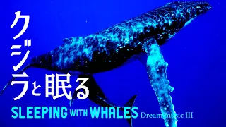 🐳クジラの鳴き声 睡眠用BGM ｜ 鯨と熟睡 -  幻想曲３ ✨眠れる 曲 作業用 ザトウクジラ