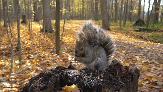 Forest Squirrels with Autumn Leaves - Nov 3, 2020