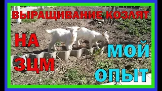 КОРМЛЕНИЕ КОЗЛЯТ ЗЦМ мой опыт / ПЕРЕЕЗД В ДЕРЕВНЮ