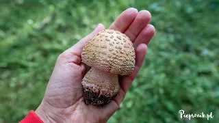 Muchomor czerwieniejący (Amanita rubescens). Muchomor, a jadalny:)