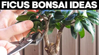 Ficus Bonsai Trees - Pruning and Shaping Ideas 🌱