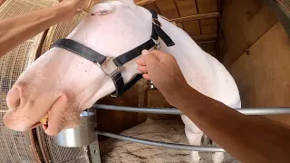 Washing the body of a beautiful white horse "Sodashi".