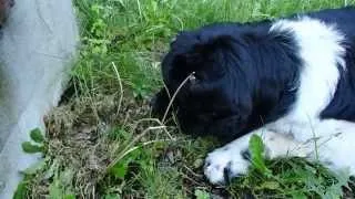 Dethan watches over baby bunnies