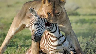 Lion Hunting And Eating Zebra In The Wild