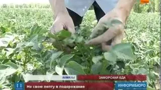 В Казахстане вновь растут цены на самые необходимые продукты