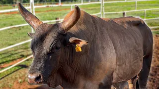 O tropeiro DESAFIOU os cowboys a vencerem o seu TOURO invicto