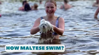 How Maltese Dog SWIM?| Funny Video