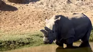 Самцов северного белого носорога не осталось (новости)