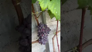 Москва виноград Юпитер и Клубничный 🍇 5 августа 2023 год