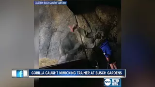 Viral video shows gorilla mimicking his trainer at Busch Gardens Tampa Bay