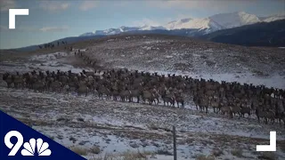 Massive elk herd spotted in snow near Leadville