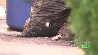 Health Department Stepping In To Stop Rampant Rats