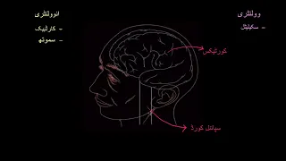 Muscle innervation |  Muscular skeletal system physiology  | NCLEX RN |  Khan Academy Urdu