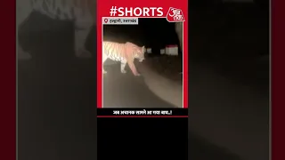 जब अचानक सामने आ गया बाघ..! | #uttarakhand #haldwani #aajtak #viral #viralvideo #tigers #shorts