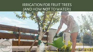 Irrigation for Fruit Trees 🚰 🌳 🍑 and how NOT to water!✋