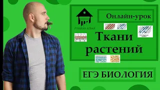 ТКАНИ РАСТЕНИЙ для ЕГЭ 2023 |ЕГЭ БИОЛОГИЯ|Freedom|