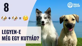 a MÁSODIK KUTYA érkezése rémálom is lehet - hogy ne legyen az? - Neked Ugatok! #8