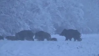 Dziki uciekają z pola ( zrywają pastuch pod napięciem ).  2.04.2022 rok