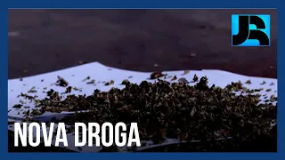 ‘Dry marroquino’: droga extraída da maconha provoca mais alucinações e preocupa autoridades