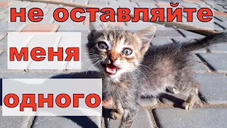 СПАСЕНИЕ ещё одного КОТЁНКА, неожиданная НАХОДКА- МАЛЫШ