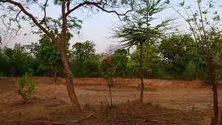 TADOBA NATIONAL PARK | Jungle Peacocks | Lets go vlogs & Lifestyle