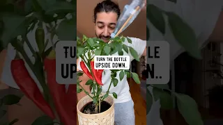 DIY Bottle and a Swab Plant Hack | creative explained