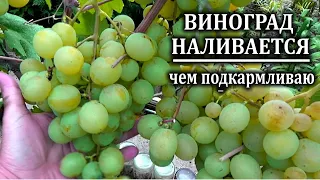 Чем подкормить виноград в августе  во время созревания ягод