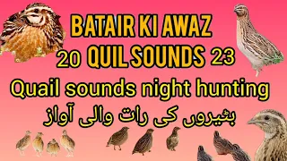 batair ki awaz raat ke liye بٹیروں کی رات والی آواز