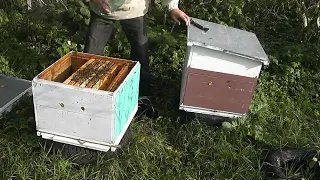 осеннее объединение пчёл