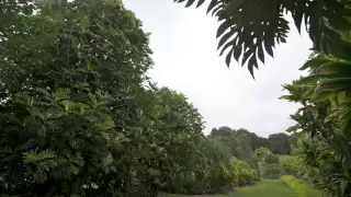 Breadfruit-A Tree of Importance to Hawaii