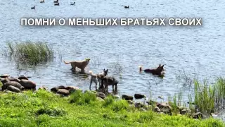 В МИРЕ ЖИВОТНЫХ